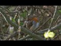 Preening Robin