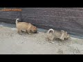 Hungry Puppies Chase After Street Mother Dog for Milk