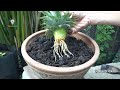 How To Grow Pineapple At Home | Thaitrick