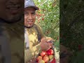 Para los nuevos piscadores así  es como se cosecha la manzana con tijera✂️ 🍎🙉