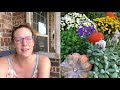 5 Tips To Grow Mums || How To Grow Mums || Easy To Grow Flowers