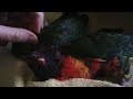 Rainbow lorikeet chicks enjoying a scratch.