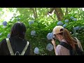 Sights and sounds: Hydrangeas blooming across Japan mark the start of rainy season