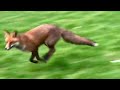 🦊🏀 Adorable Fox Plays Basketball Like a Pro! | Cute Animal Video 🏀🦊