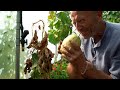 A Guide to Growing Melons and Watermelons: Proven Techniques by Charles Dowding