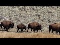 100 bison in Yellowstone National Park pass by me: Incredible wildlife encounters and viewing YNP.