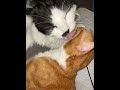 Synchronized licking