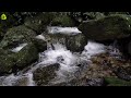 Peaceful Natural Stream Water Flowing Through Rocks | Relaxing White Noise Water Sounds for Sleeping