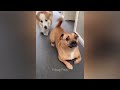 😂 You Laugh You Lose 😂 Funny Animal Videos 😹