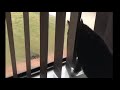 CRAZY CAT FIGHT