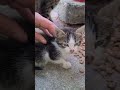 The Angriest and Wildest Kitten I've Ever Seen.