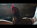 Chicken Vaccination: What You Need To Know