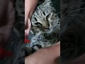Cat Cat Oreo