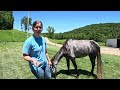 Neglected Gelding Gets Some Much Needed TLC