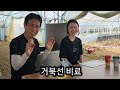 김장배추 밑거름 이건 꼭 필요! 그래야 실패 안한다