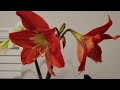 Amaryllis Blooms ~Sunshine Journey~