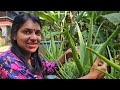 കറ്റാർവാഴ പെട്ടെന്ന്‌ വളരാൻ, കൂടുതൽ തൈകൾ ഉണ്ടാവാൻ..| Kattarvazha | Aloe Vera Cultivation |