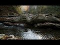 Enchanting Autumn Forests with Beautiful Piano Music - 4K Autumn Ambience & Fall Foliage