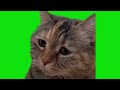 【TOP10】かわいいランキング【猫ミーム】【猫マニ】cat meme【猫マニア】猫ミーム素材