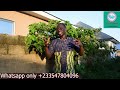 Green Jatropha Leaves to Combat HIV: HIV herbal treatment. Red Jatropha. Hospital too far