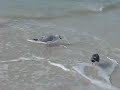 Clearwater Beach Seagull 