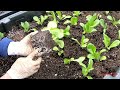 How To Grow Lettuce. Trồng xà Lách Tươi Tốt