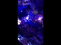 2.12w 445nm blue laser in a reef aquarium