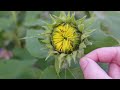 Full Backyard Flower Farm Tour March 2024 💐 Coffee & Morning Garden Walkthrough