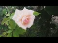 Rose Flower || Beautiful Rose || Whatsapp Status || ரோஜா பூ || ரோஸ் #rose #whatsapp #flower