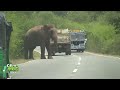 Huge Wild elephant waiting for food