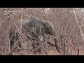 SafariLIVE Sunrise Safari - 08 August 2024