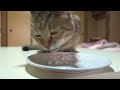 【猫の日】元野良猫に初めて焼き魚をあげたら凄いことに(°_°)！