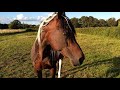 Horse eating bread and carrots