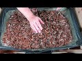 Overcoming Worm Farm Pest Issues with Natural Bacteria - African Night Crawlers- Vermi Bag