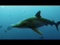 Sardine Feeding Frenzy with Sharks, Penguins and More | The Hunt | BBC Earth