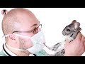 Easy Guide of Chinchilla Care for Beginners
