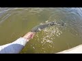 Snook, Redfish, Tarpon on NLBN Fishing around Florida Docks!!