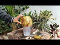 coconut cutting knife, amazing coconut peeling skills part 10#cuttingskills#coconutmilk#coconutwater