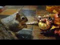 Happy Thanksgiving with Gigi the Squirrel (longer version).