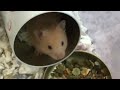 3 minutes of a hamster’s day