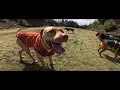 Best Day a Dog Could Have: An Oregon Off-Leash Dog Pack