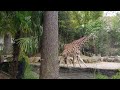 Giraffe Slap at the Columbia Zoo and Botanical Gardens