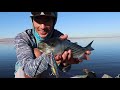 EPIC TOPWATER BLOWUPS - Chasing Striper Boils