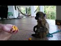 Baboon eating monkey fruit