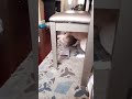 PITBULL GETS DETROYED BY HOUSE CAT (MUST WATCH)