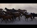 Horse Farm • Horses on Farms • Horse Video