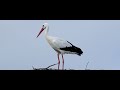 WILDLIFE VIDEO AND PHOTO STORKS  CANON R7 RF 200-800