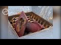 You Should See These Crushers Crush Everything Easily in One Minute - Powerful Modern Iron Shredder