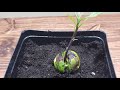 How To Grow An Avocado Plant From Seed