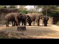 Elephant helping her baby at Saint Louis Zoo